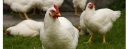 pollo gran selezione2